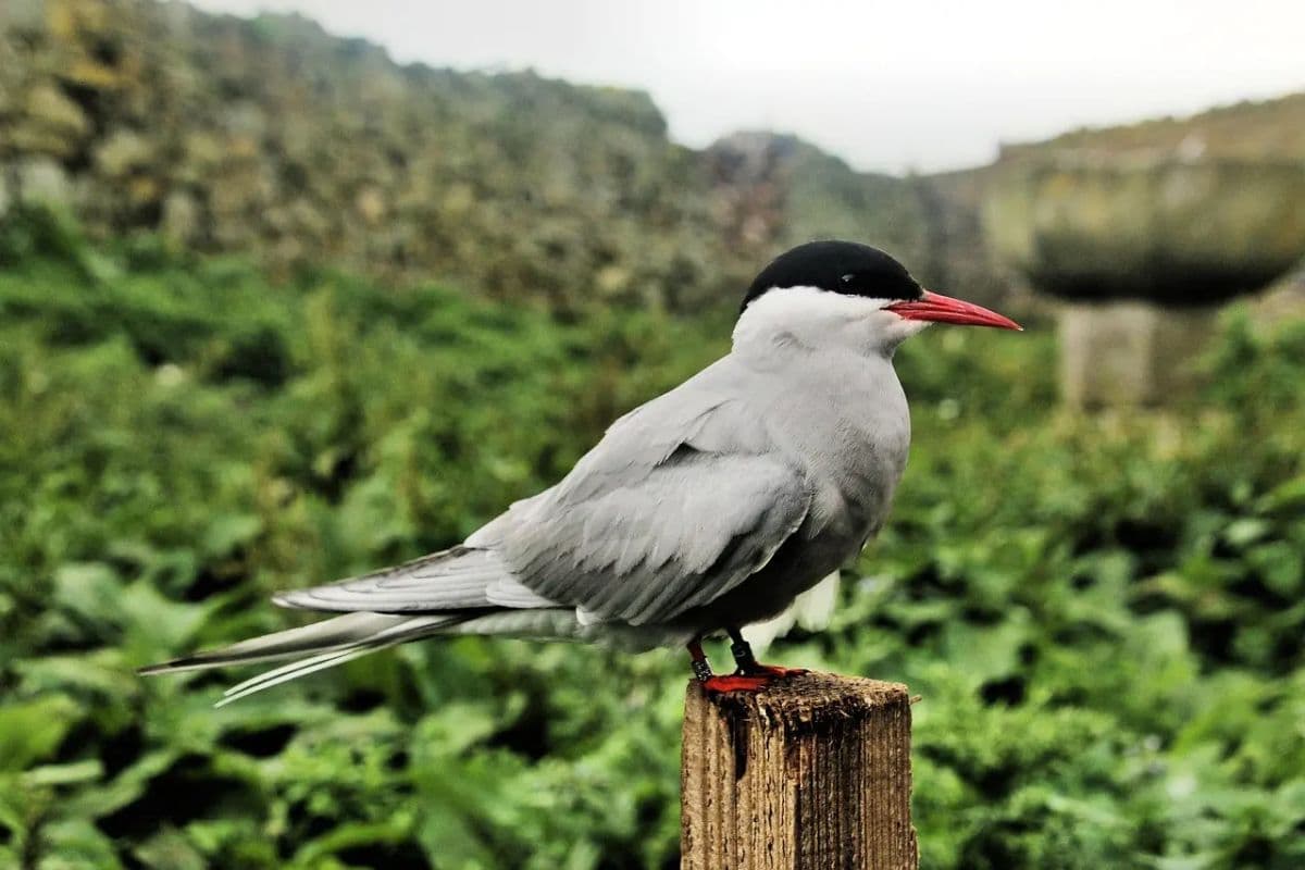 پرستو دریایی شمالگان، رکورد دار مسافت در مهاجرت