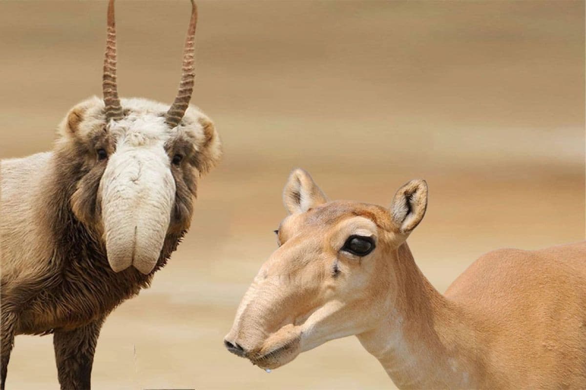 کَل سایگا (سَکایی) متفاوت ترین بُزی که دیده اید