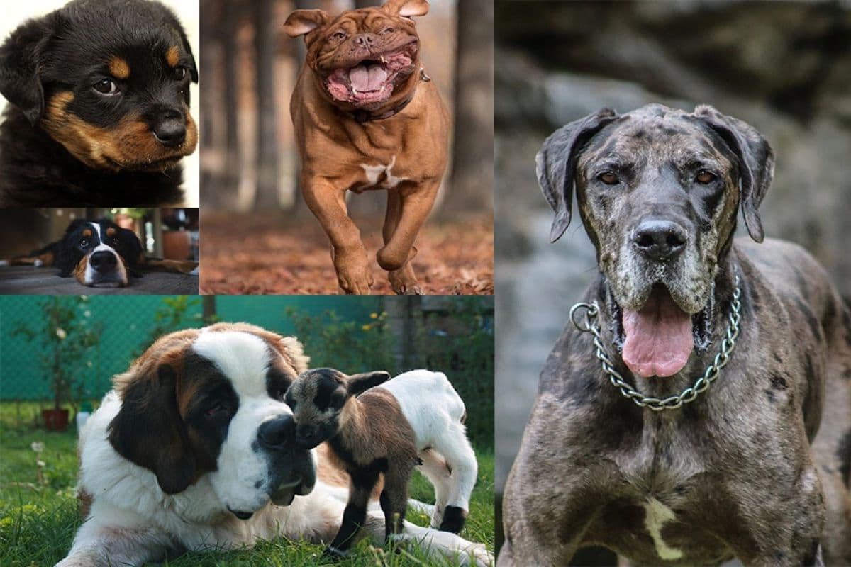 بزرگترین سگ های دنیا کدام نژاد ها هستند؟
