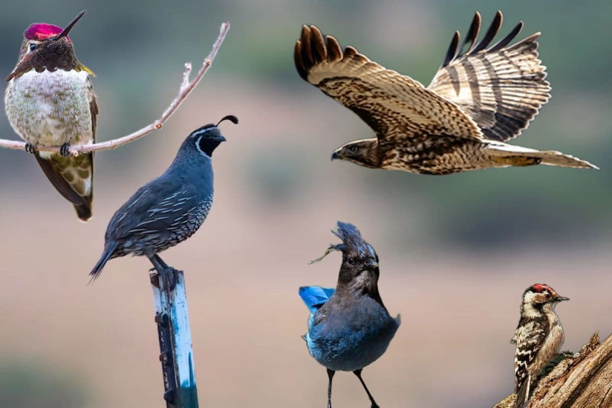 تغییر نام دهها گونه از پرندگان با نام های نژادپرستان!