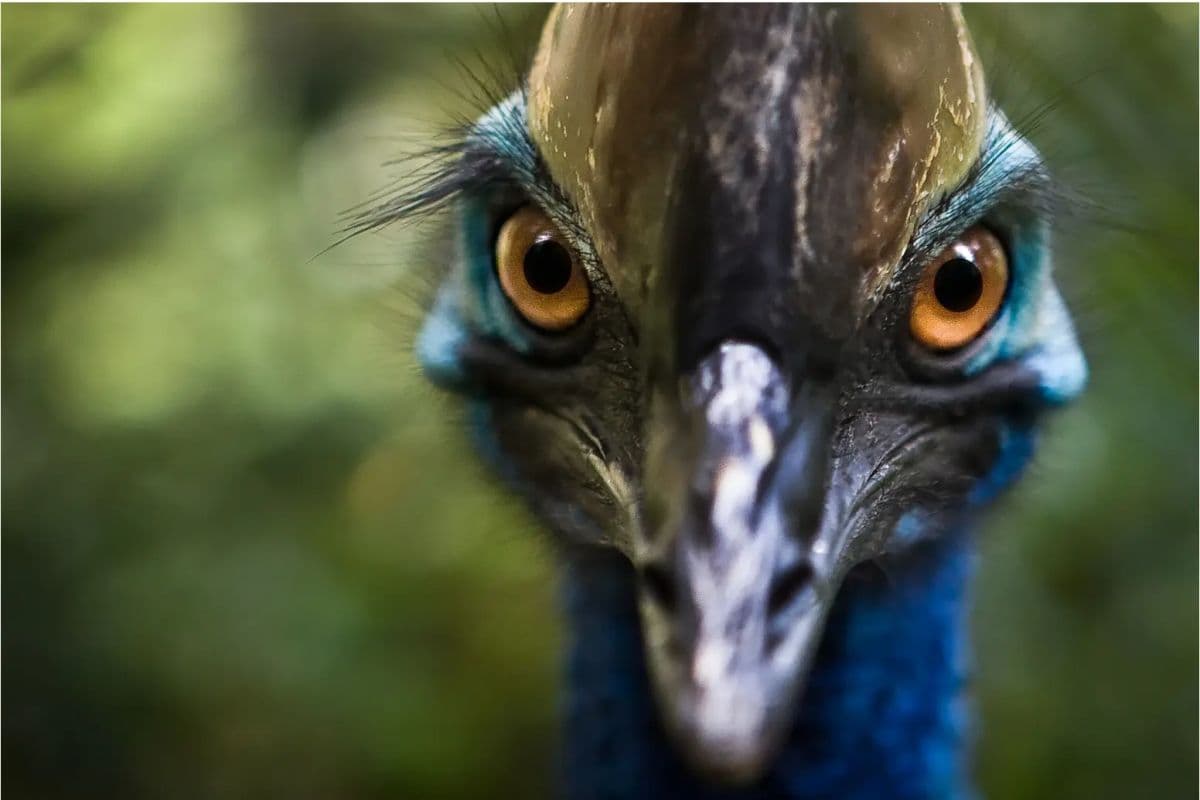 تک شاخ افسانه ای میان پرندگان