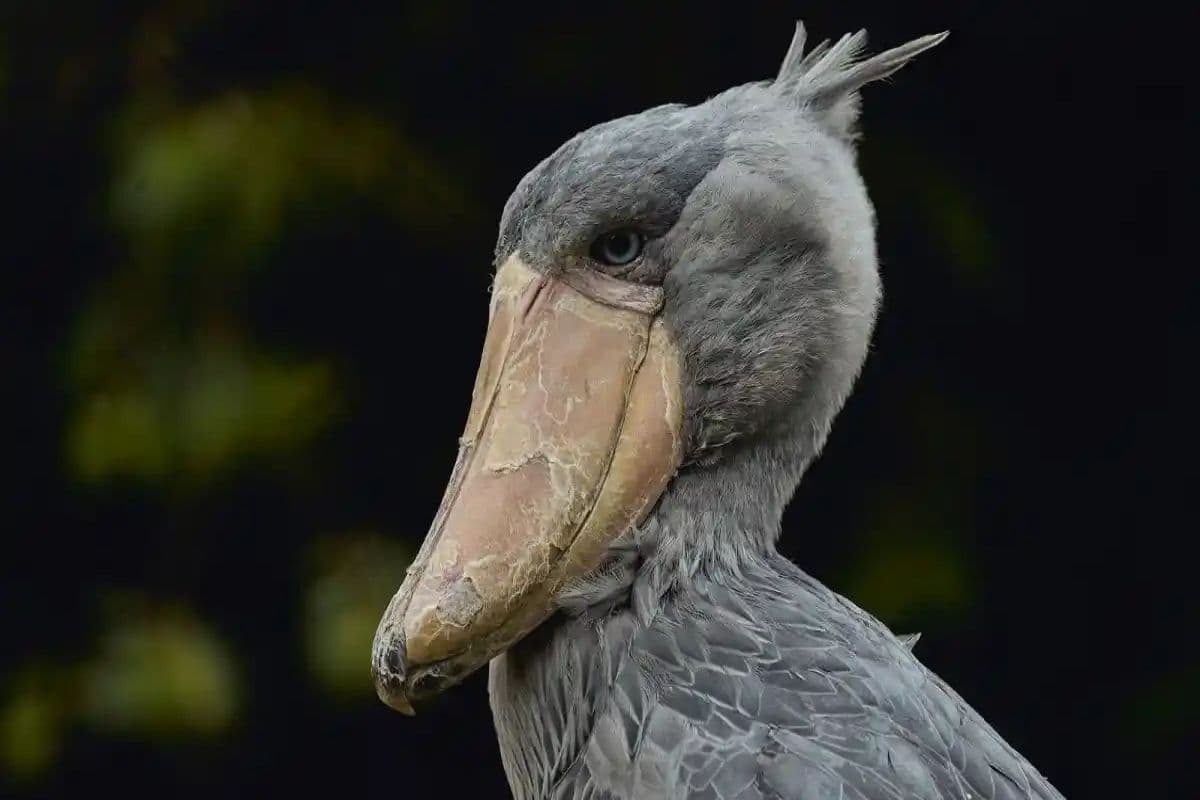 دایناسور زنده یا پرنده ای کمتر شناخته شده