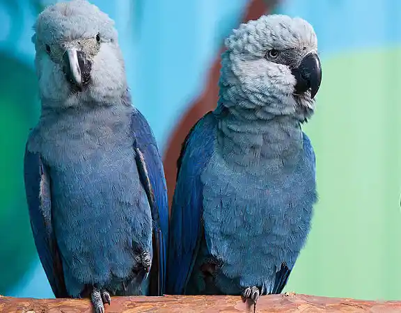 ماکائو اسپیکس