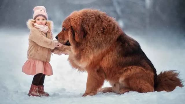 سگ از نژاد ماستیف تبتی (Tibetan Mastiff)