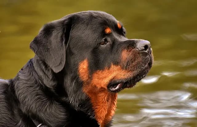 سگ از نژاد روتوایلر (Rottweiler)