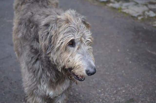 سگ از نژاد تازی ایرلندی (Irish wolfhound)