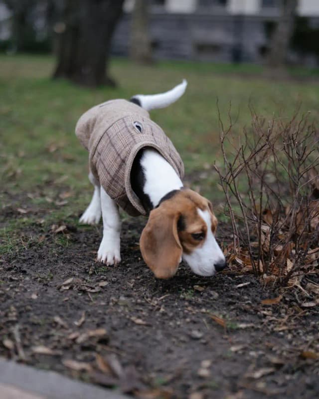 سگی در حال بوییدن محیط