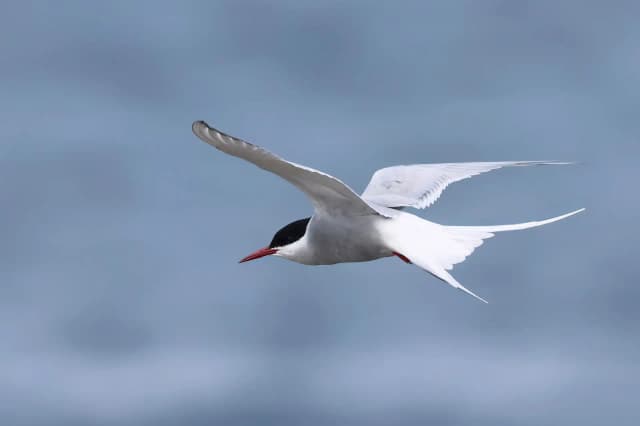 پرستو دریایی شمالگان