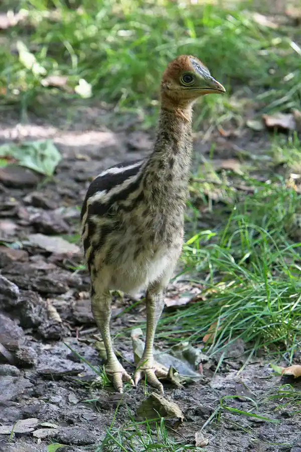 جوجه شترمرغ شاخدار