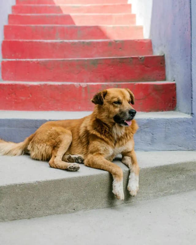 سگی چشم به راه صاحب خود