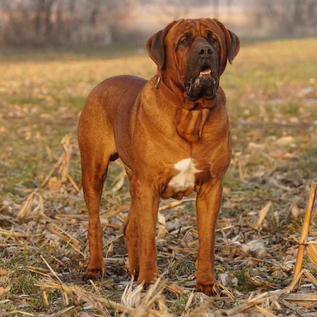 سگ از نژاد توسا اینو (Tosa inu)