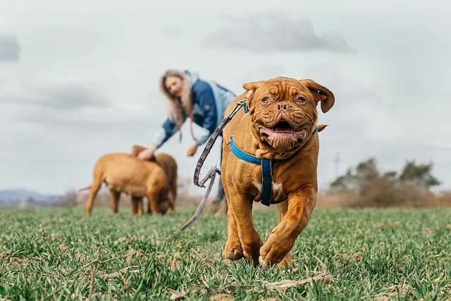 سگ از نژاد دوگو دبورداکس (Dogue de Bordeaux)