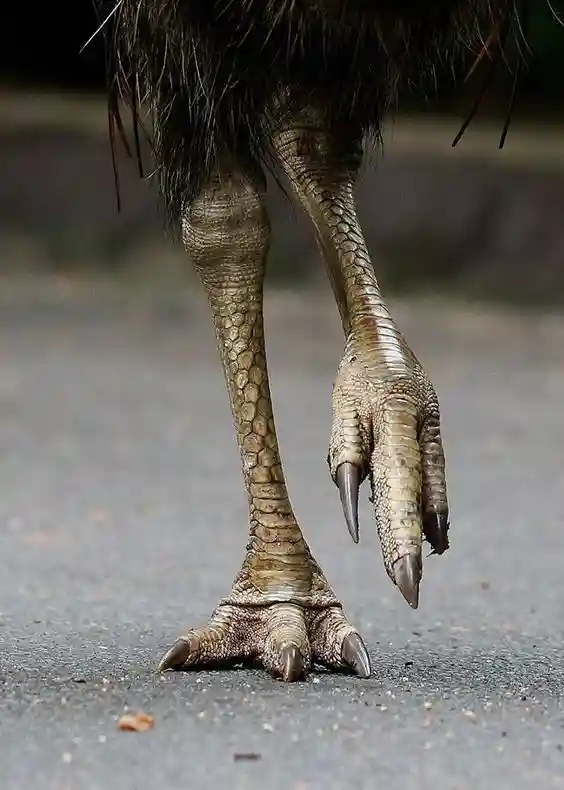 پاهای شترمرغ شاخدار