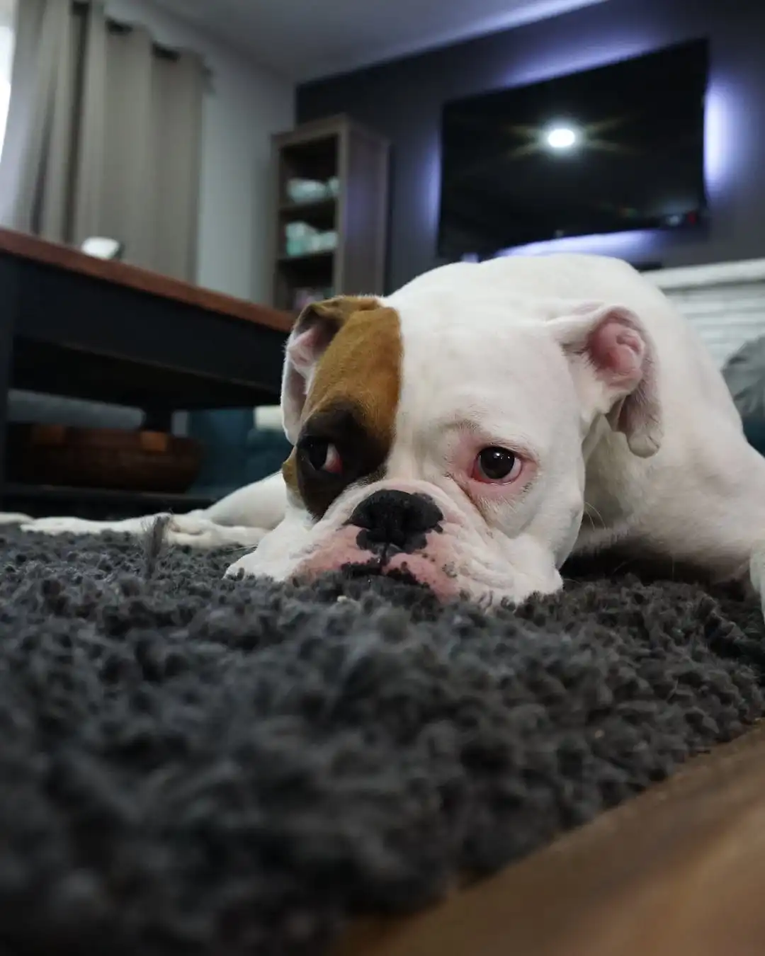 سگ تنها در خانه