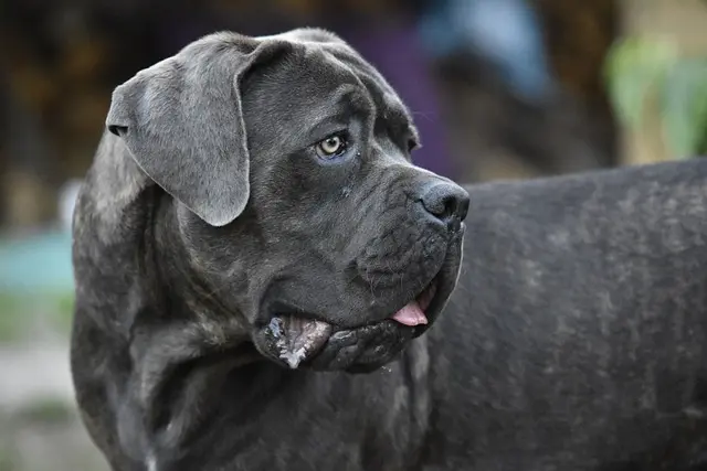 سگ از نژاد کِین کورسو (Cane Corso)
