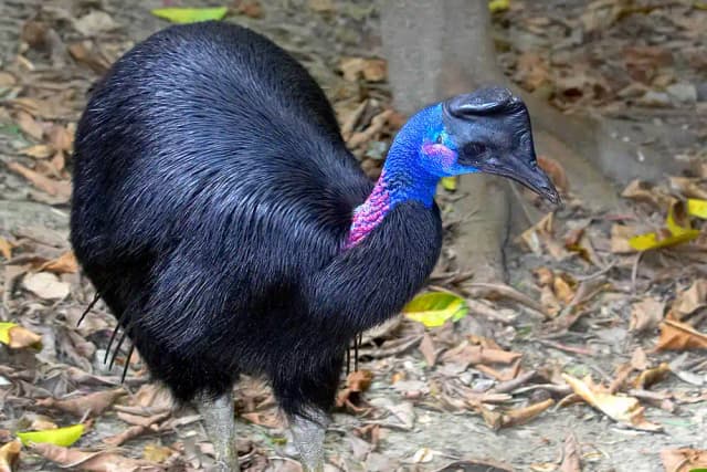 شترمرغ شاخدار کوتوله